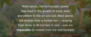 Mold spores are smaller than a human hair and exist everywhere in the air and soil
