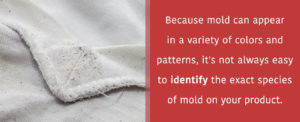 Mold can appear in a variety of colors and patterns